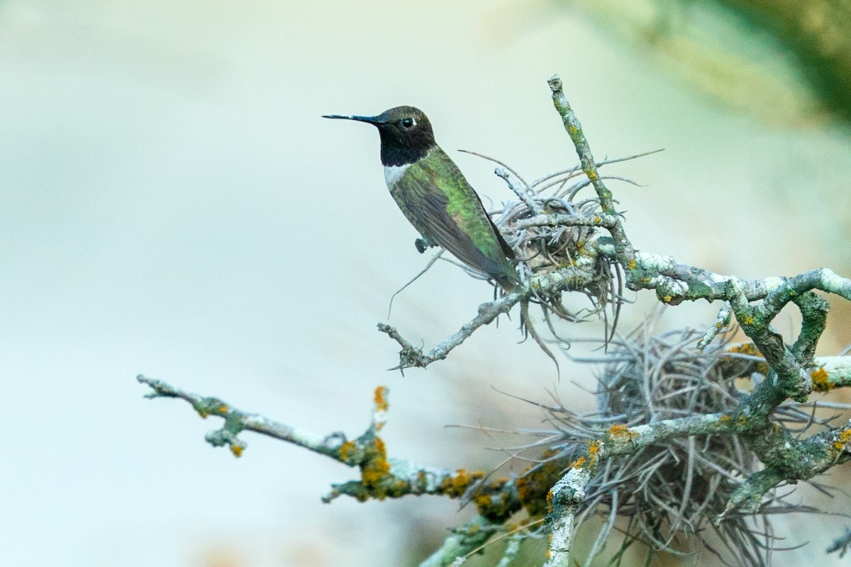 Black-chinned Hummingbird - ML620511625