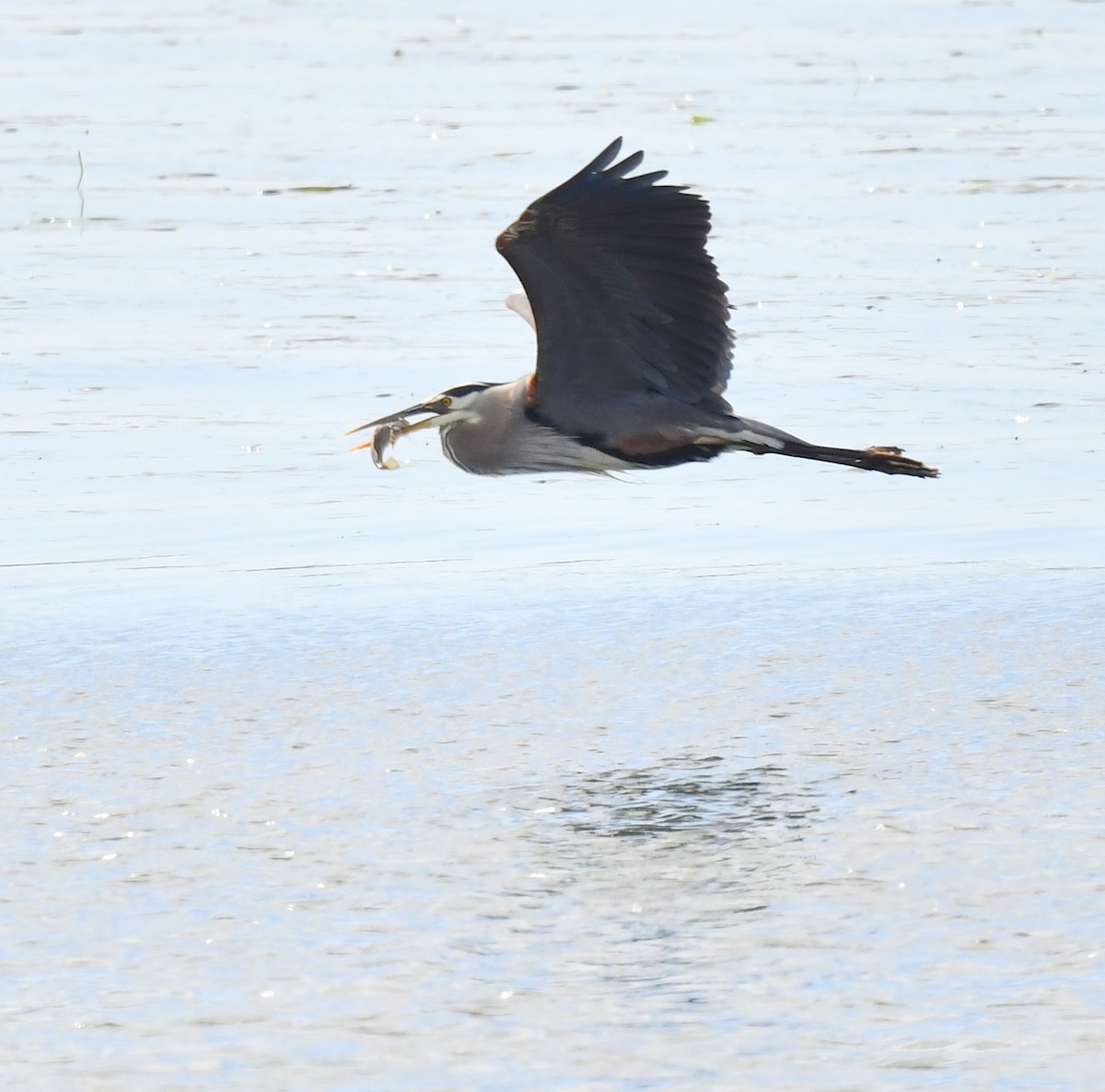 Great Blue Heron - ML620511627