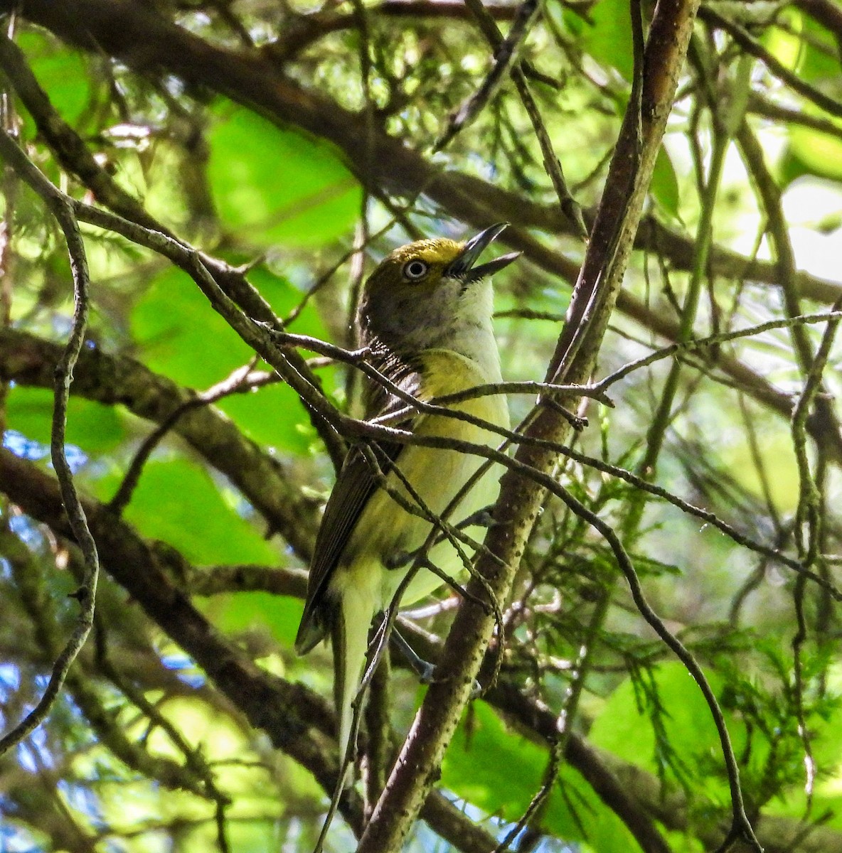 Ak Gözlü Vireo - ML620511631