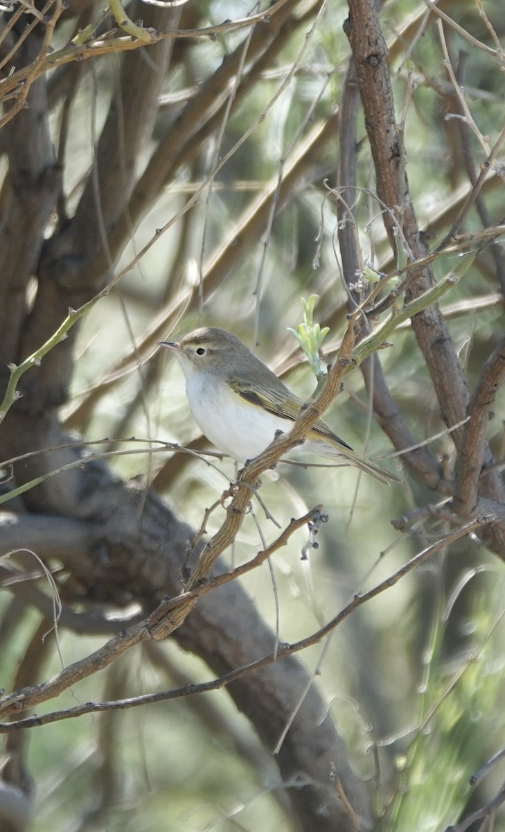 Western Bonelli's Warbler - ML620511632