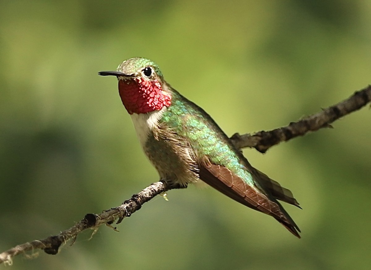 Broad-tailed Hummingbird - ML620511641