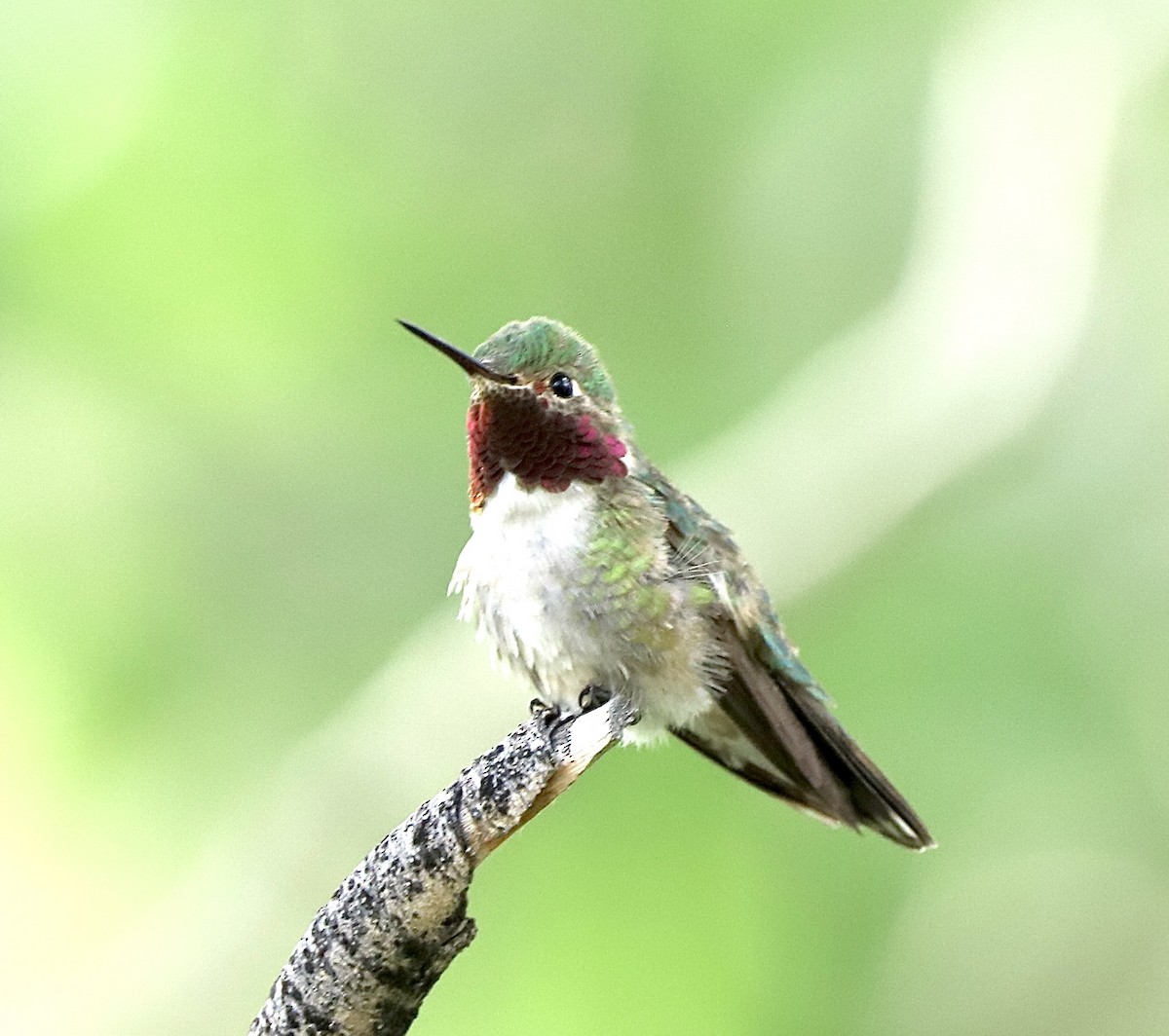 Broad-tailed Hummingbird - ML620511642