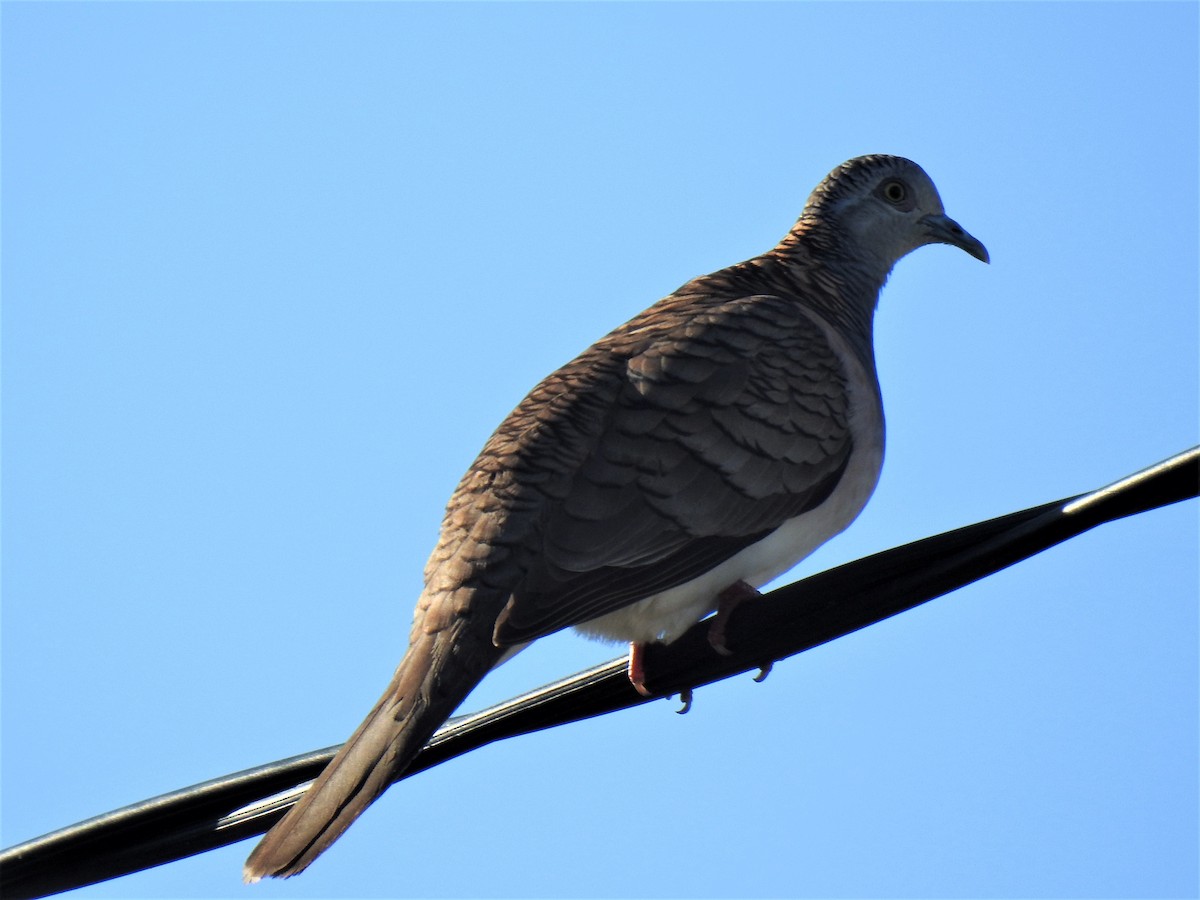 Bar-shouldered Dove - Monica Mesch