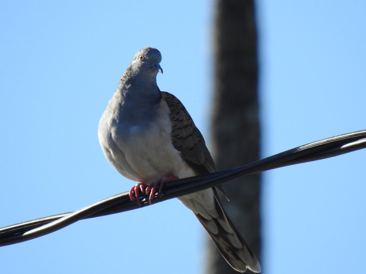 Bar-shouldered Dove - ML620511651