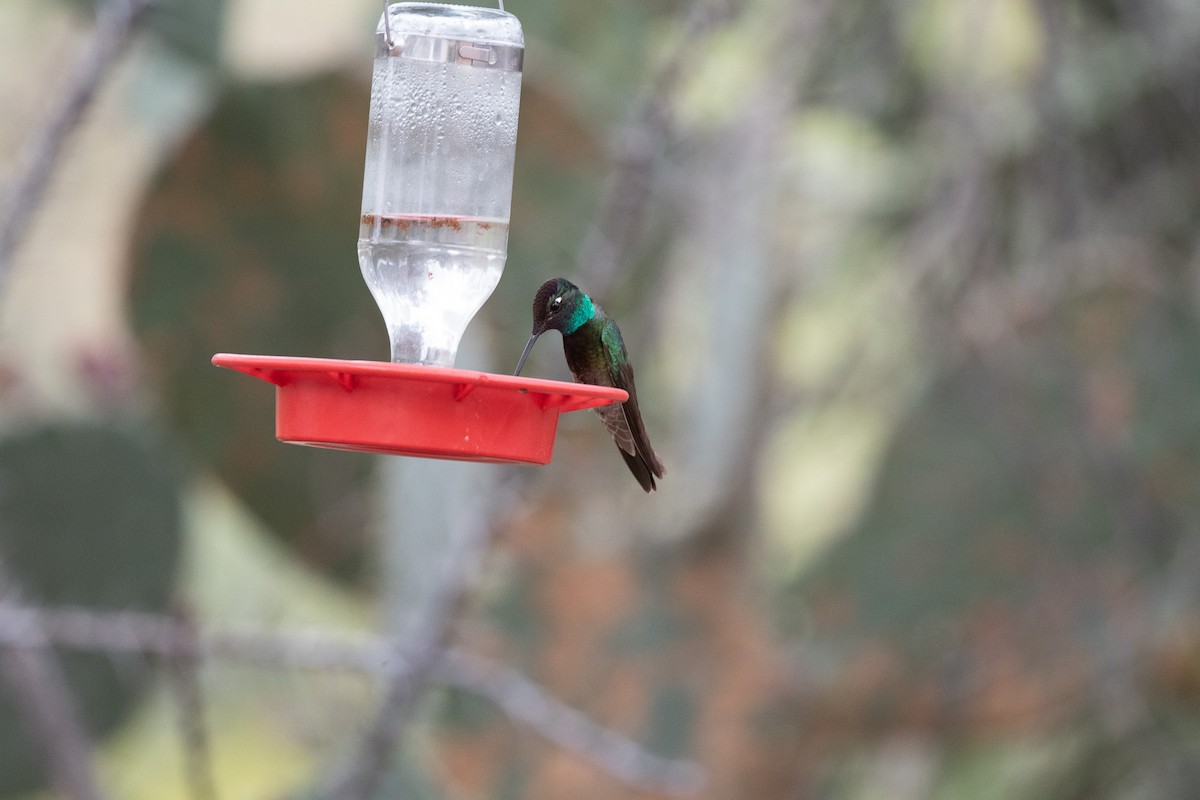 Rivoli's Hummingbird - ML620511659