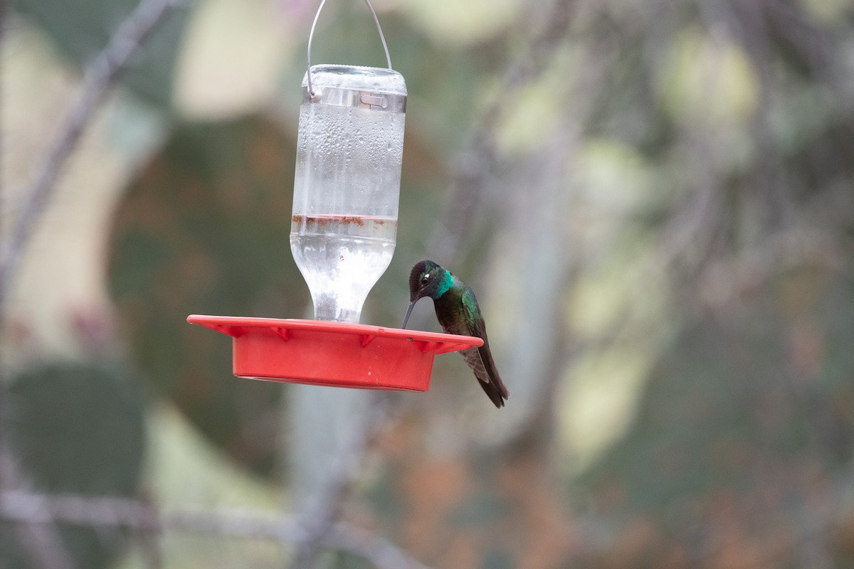 Rivoli's Hummingbird - ML620511660