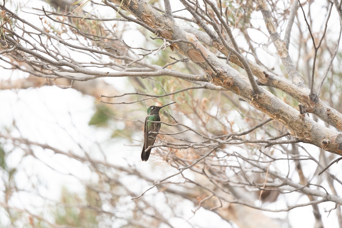 Colibrí Magnífico - ML620511661