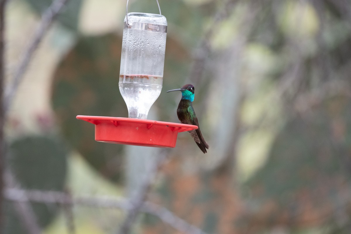 kolibřík skvostný - ML620511662