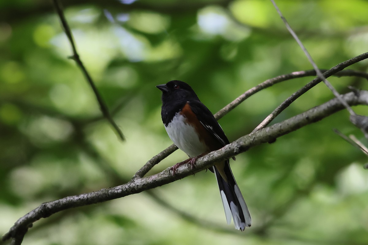 Eastern Towhee - ML620511666