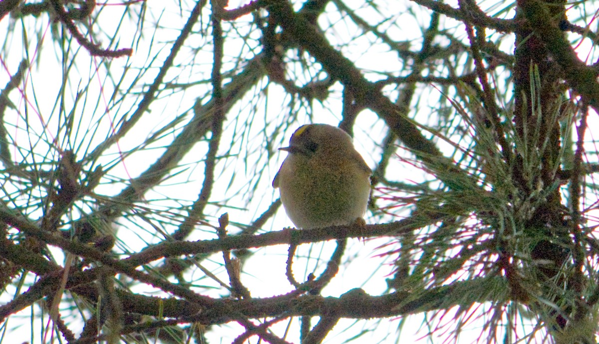 Goldcrest - Travis Vance