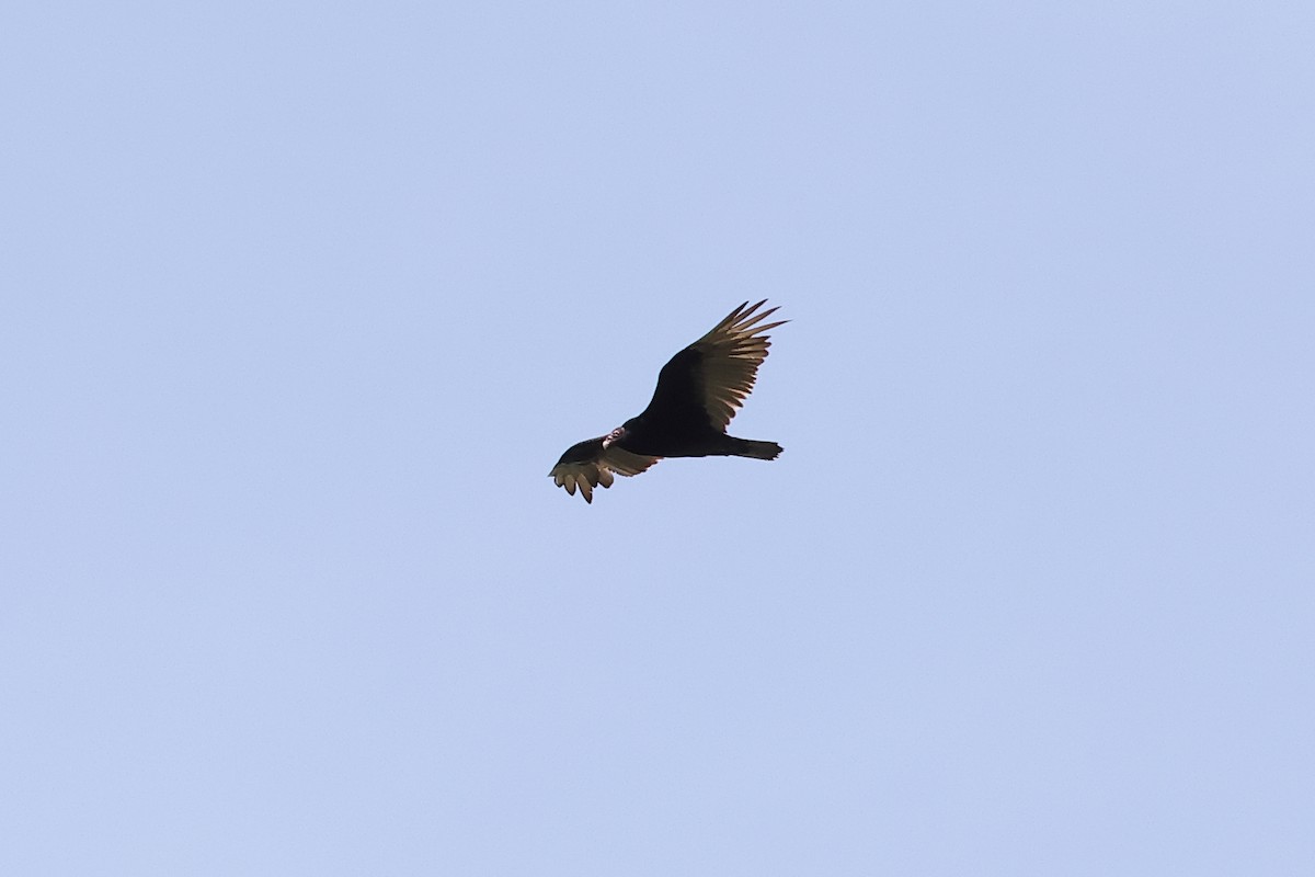 Turkey Vulture - ML620511675