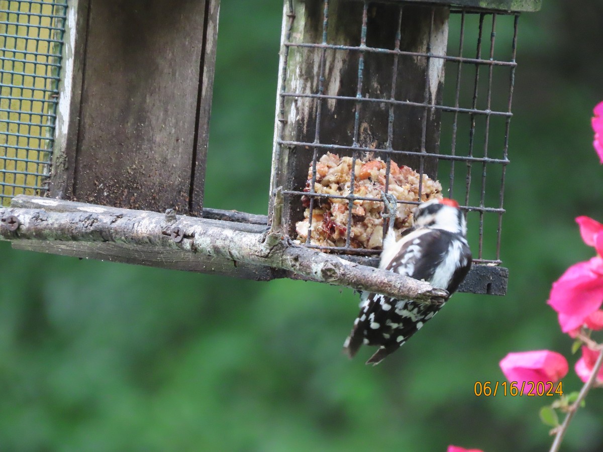 Downy Woodpecker - ML620511682