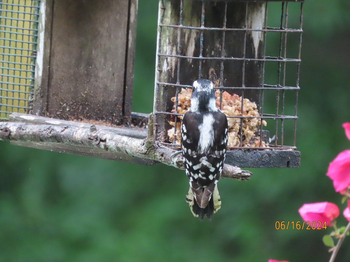 Downy Woodpecker - ML620511684