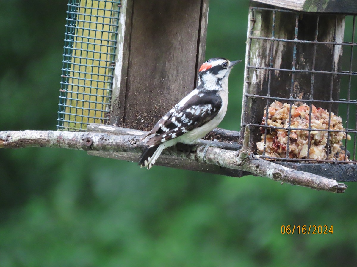 Downy Woodpecker - ML620511685