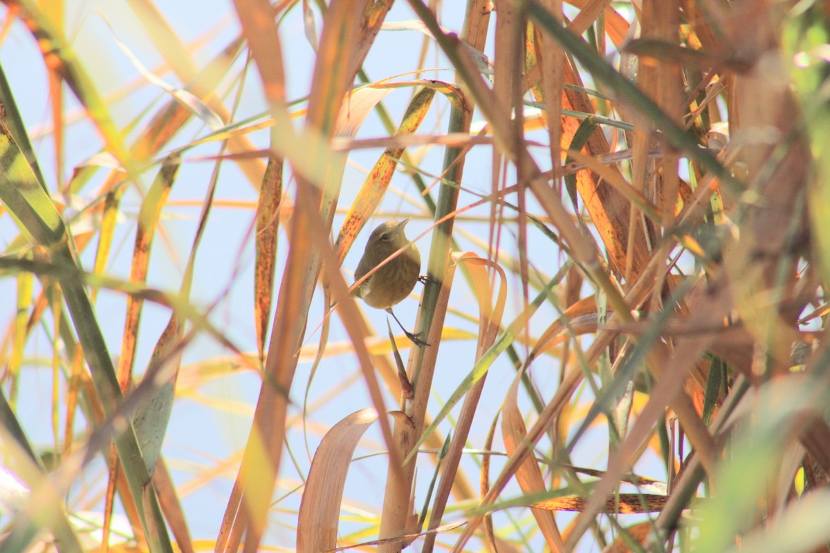 Orange-crowned Warbler - ML620511695