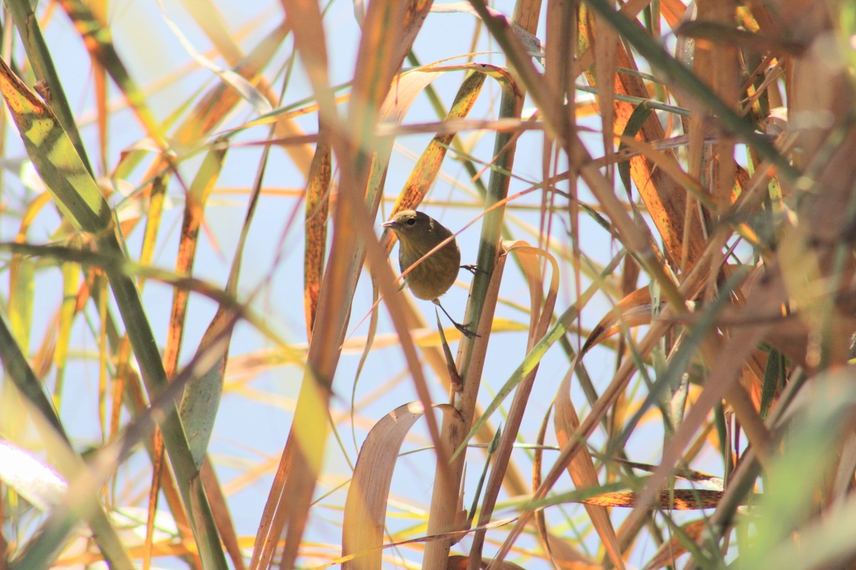 Orange-crowned Warbler - ML620511696