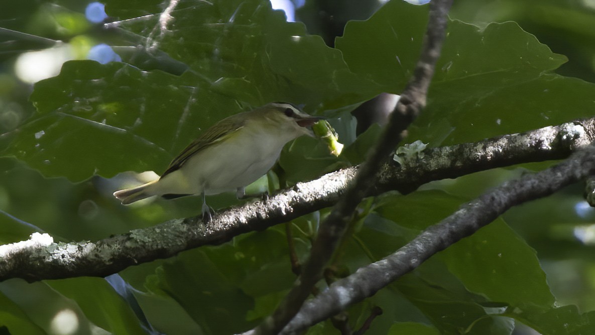 Vireo Ojirrojo - ML620511702