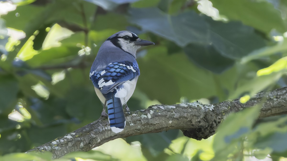 Blue Jay - ML620511703