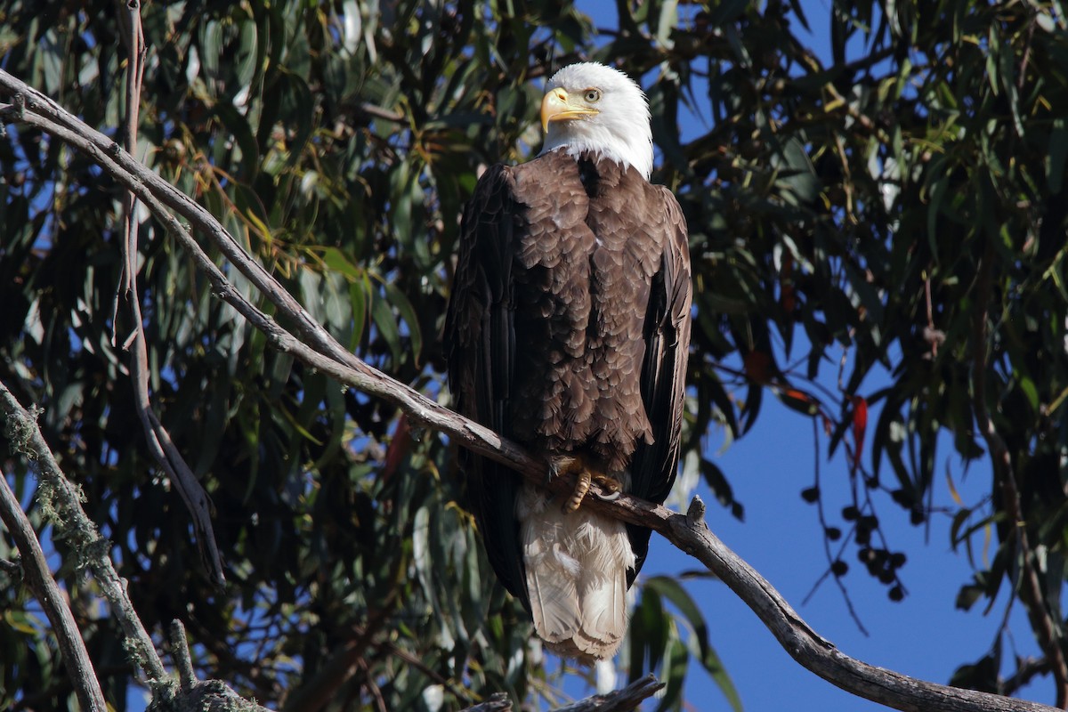 Bald Eagle - ML620511704