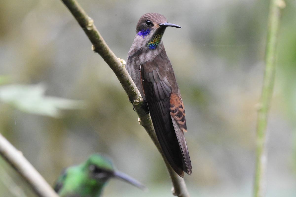 kolibřík fialovouchý - ML620511708