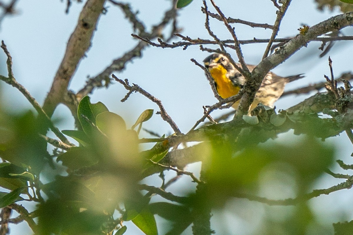 Yellow-throated Warbler - ML620511711