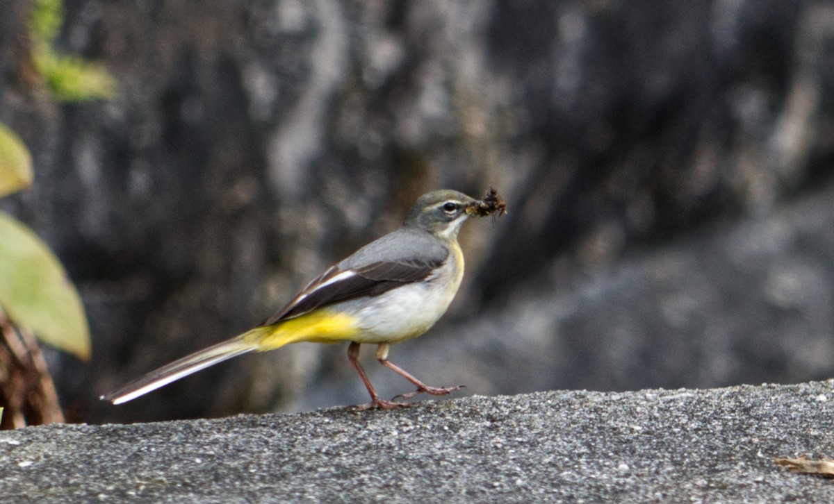 Gray Wagtail - Travis Vance