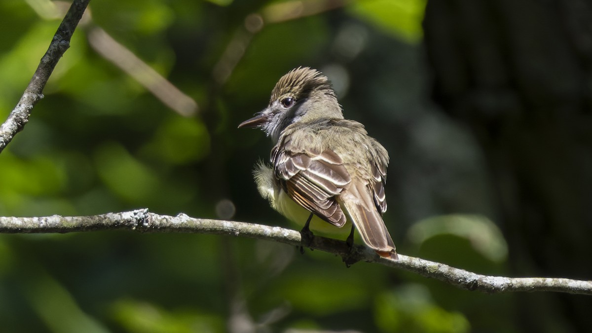 Great Crested Flycatcher - ML620511714