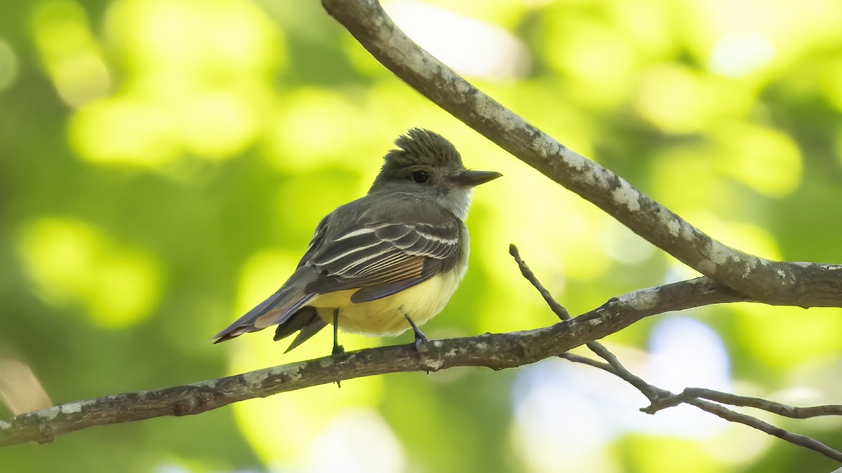 Great Crested Flycatcher - ML620511715