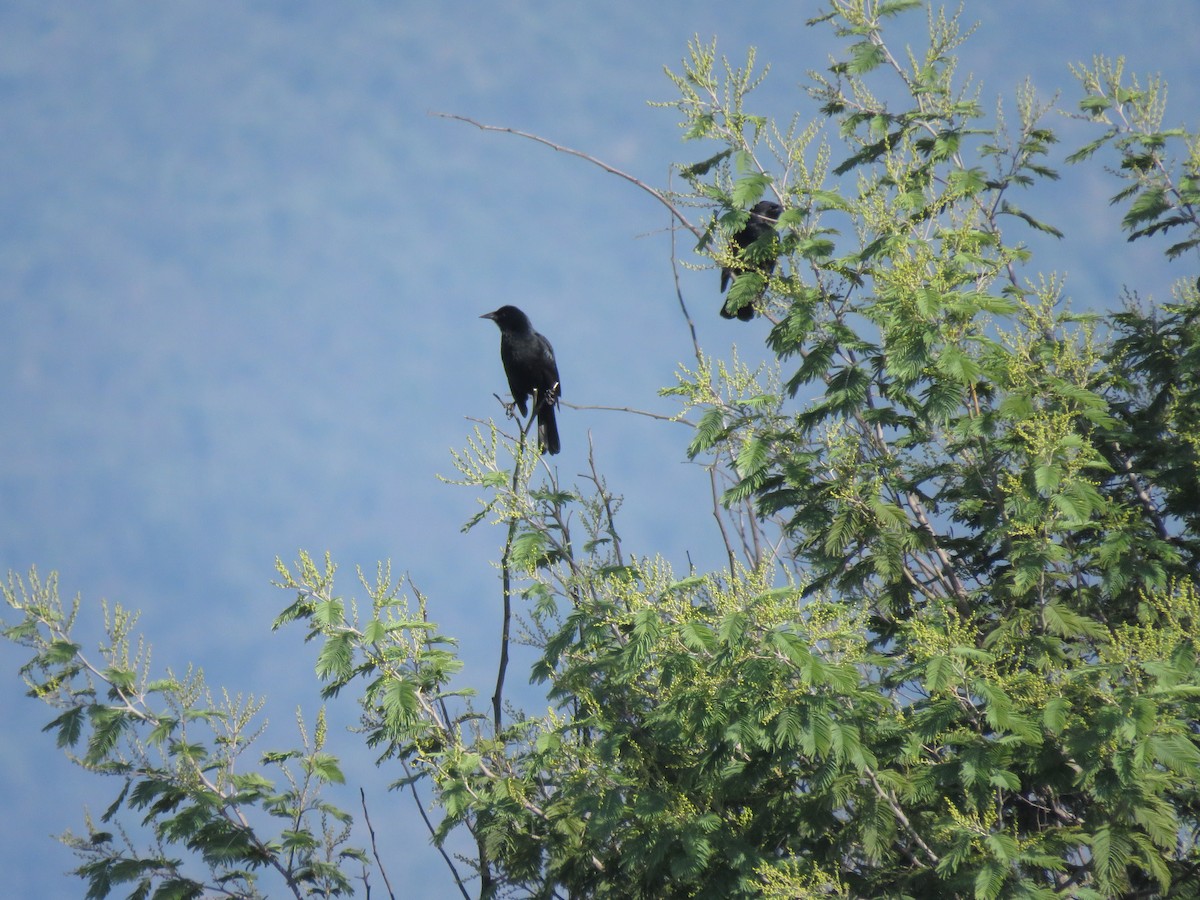 Austral Blackbird - ML620511717