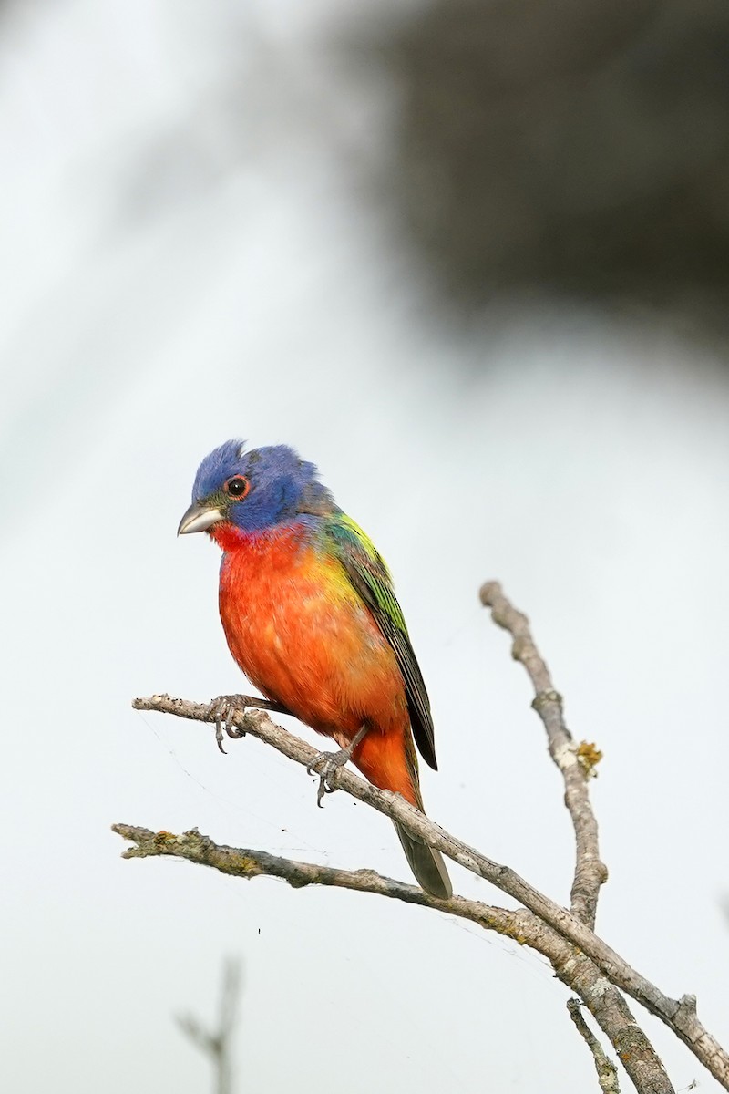 Painted Bunting - ML620511720