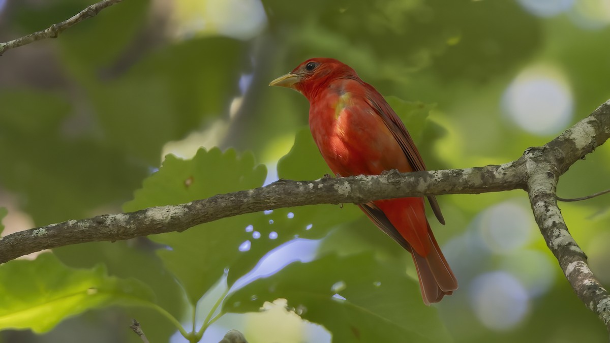 Summer Tanager - ML620511721