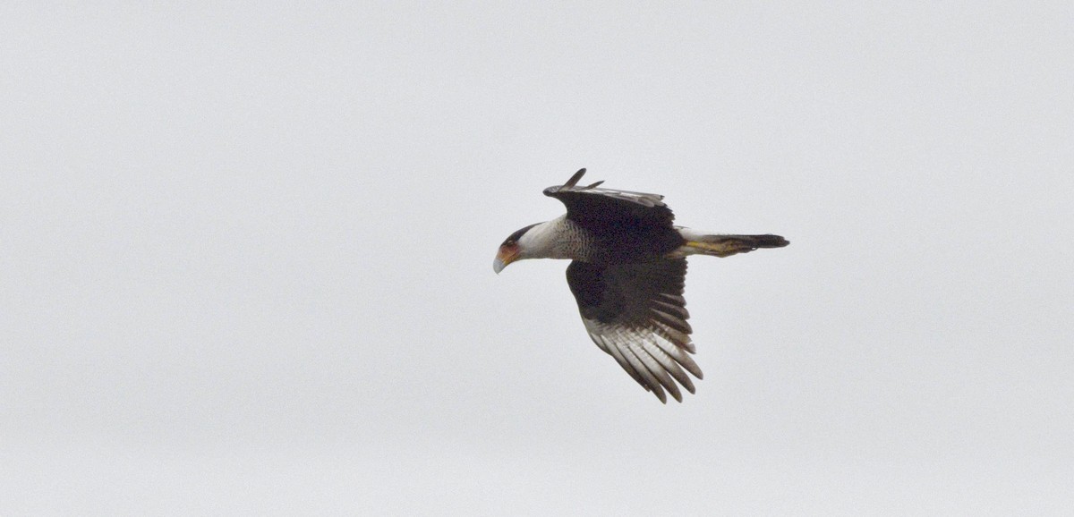 Caracara huppé - ML620511724