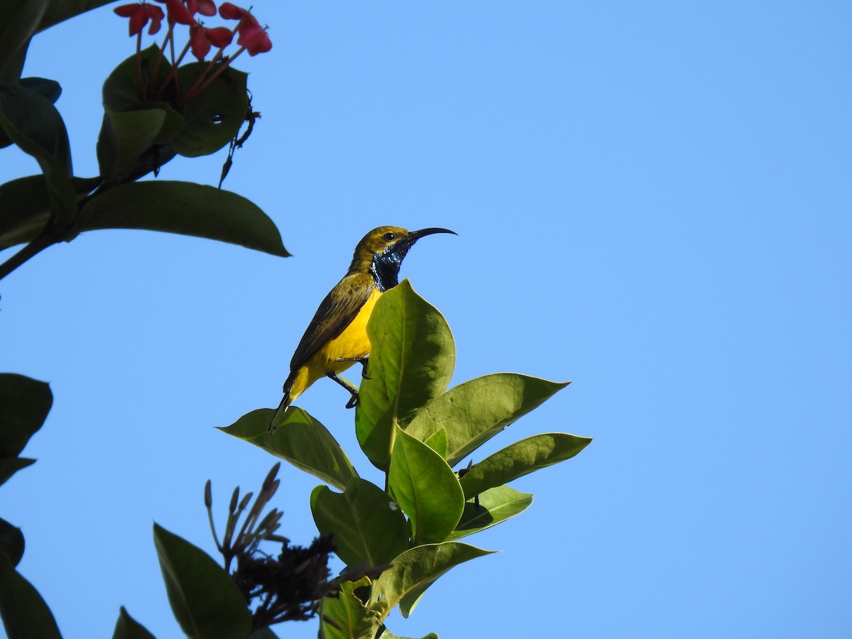 Sahul Sunbird - ML620511726