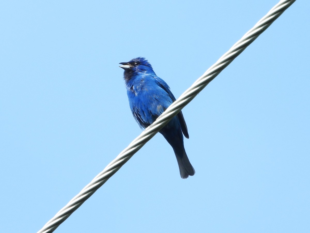 Indigo Bunting - ML620511738