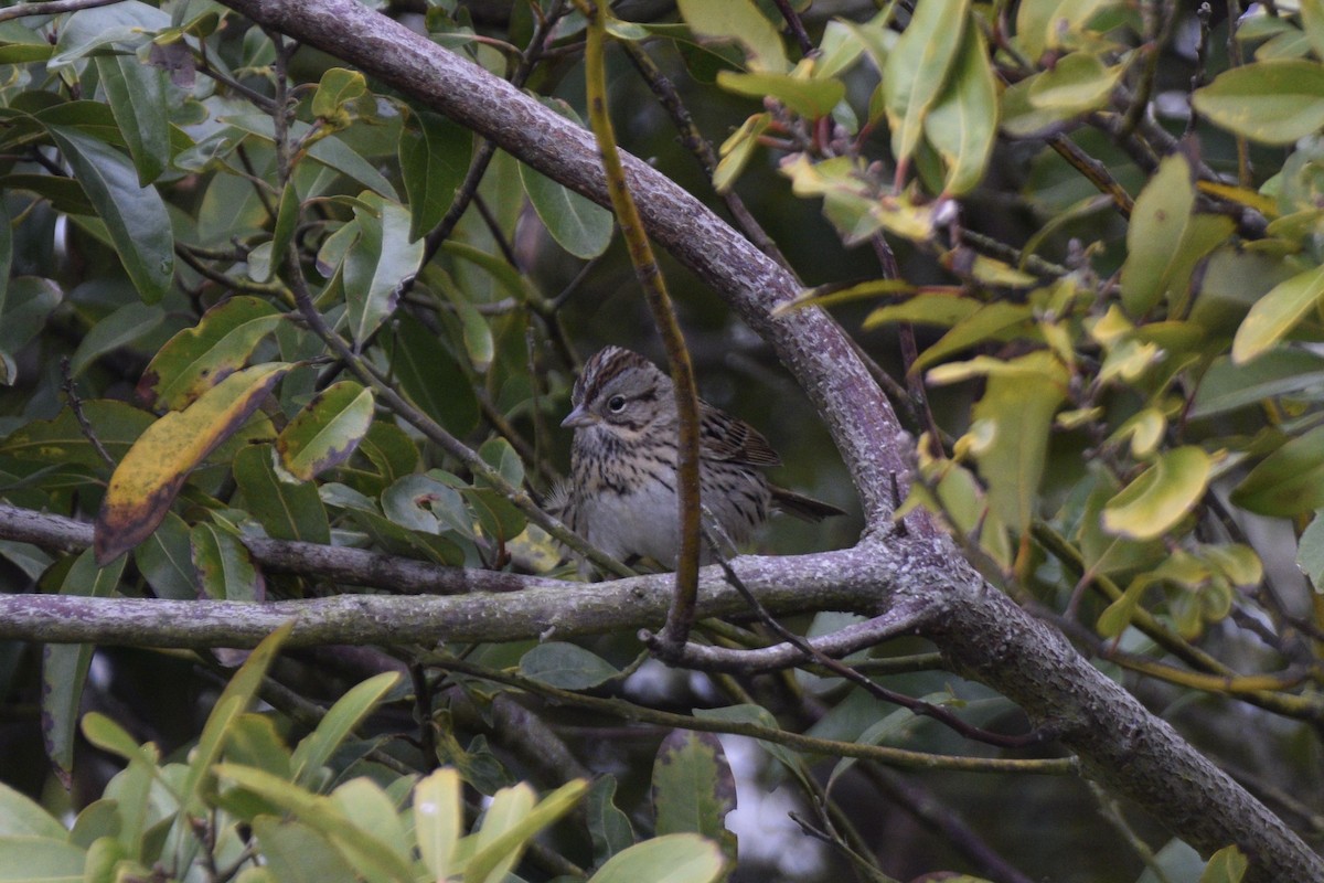 Lincoln's Sparrow - ML620511751