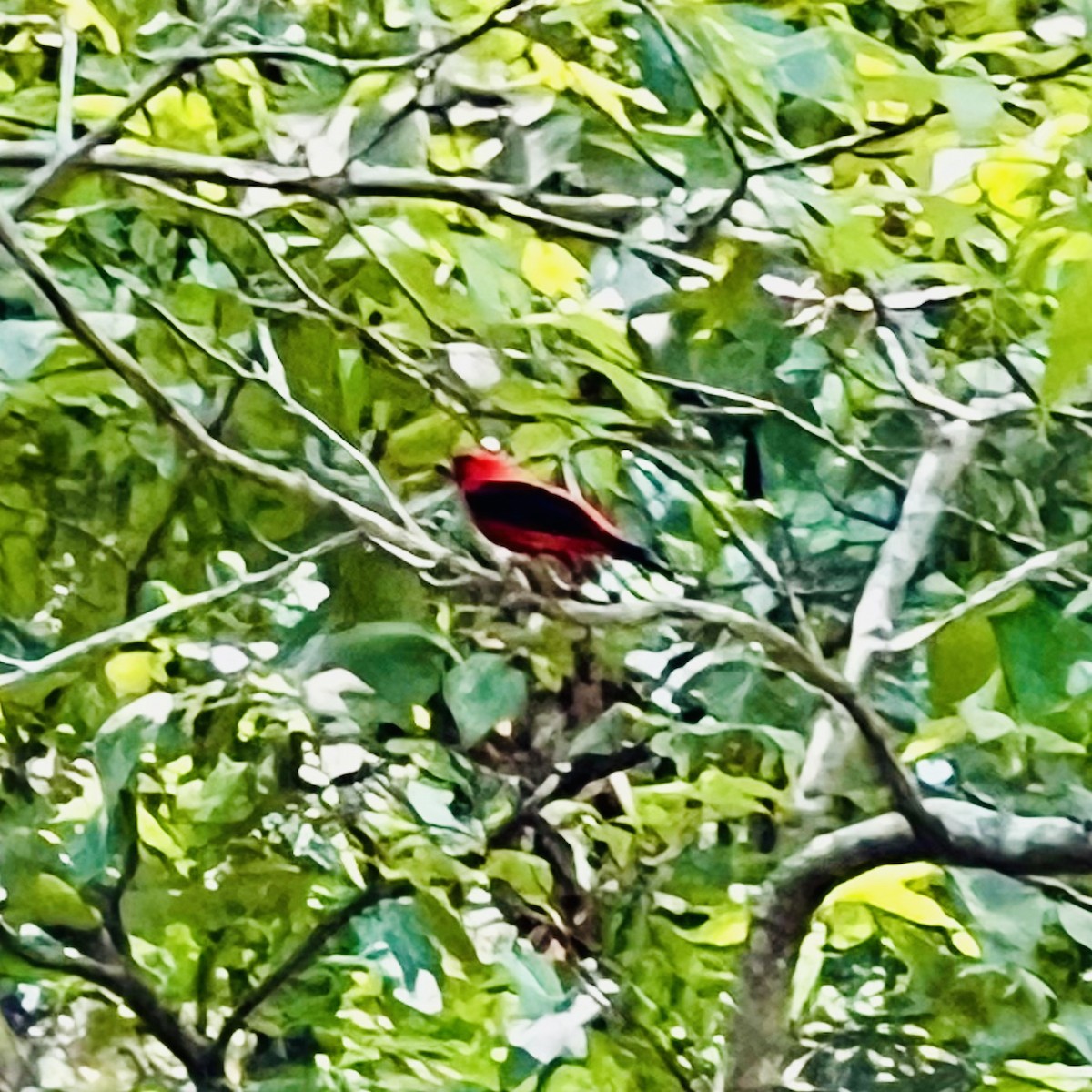 Scarlet Tanager - ML620511757