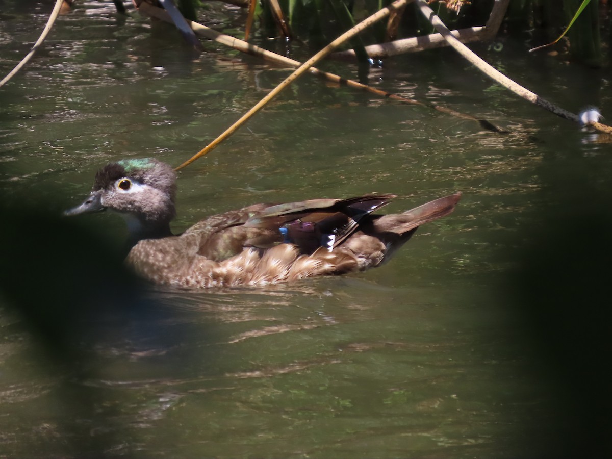 Wood Duck - ML620511762