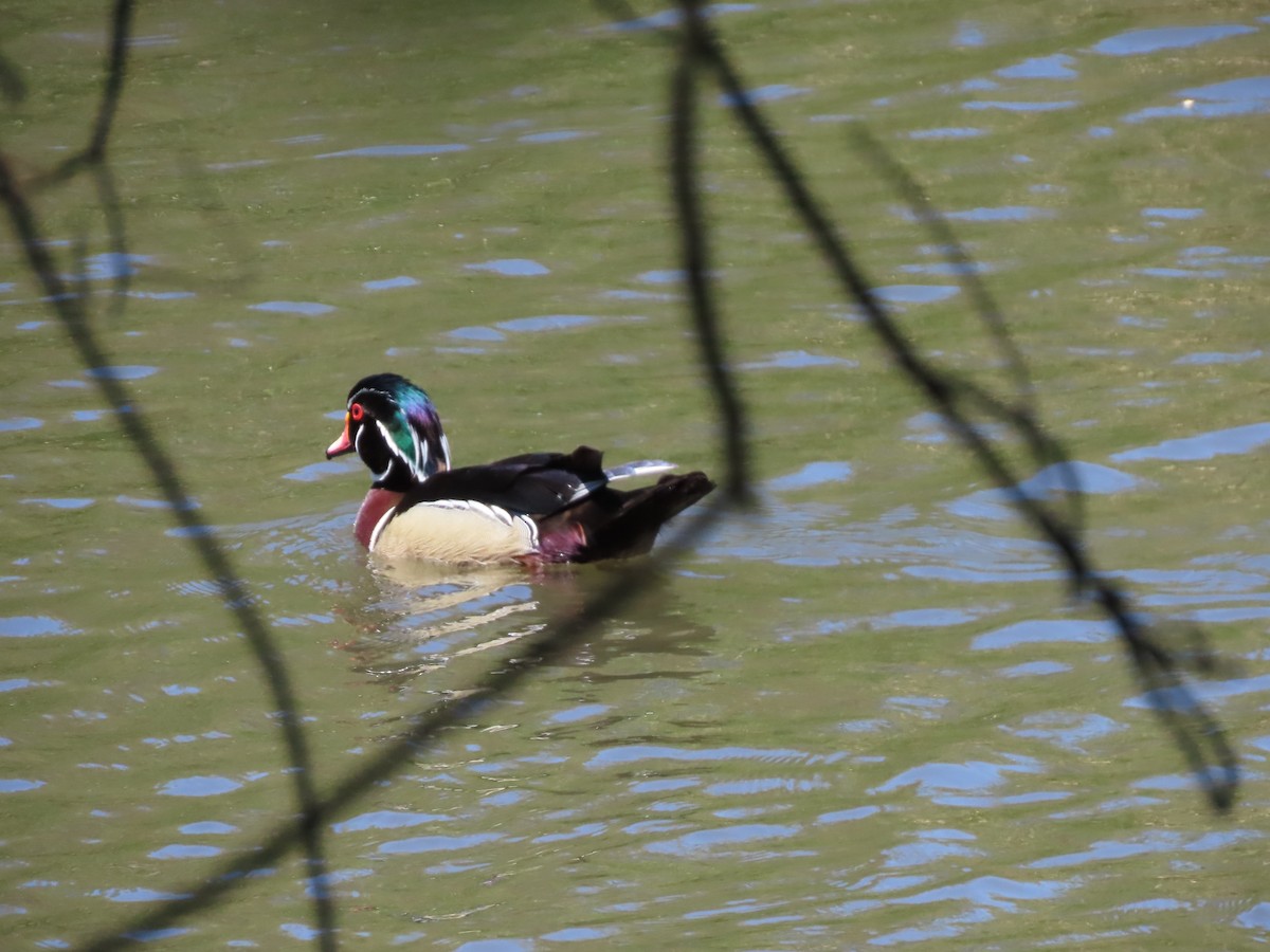 Wood Duck - Martha Pallin