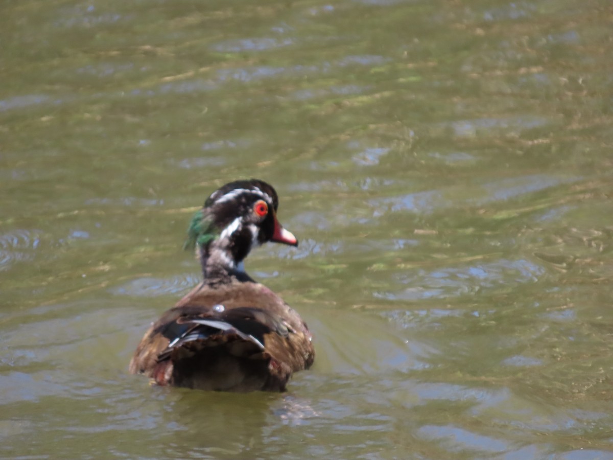 Wood Duck - ML620511767