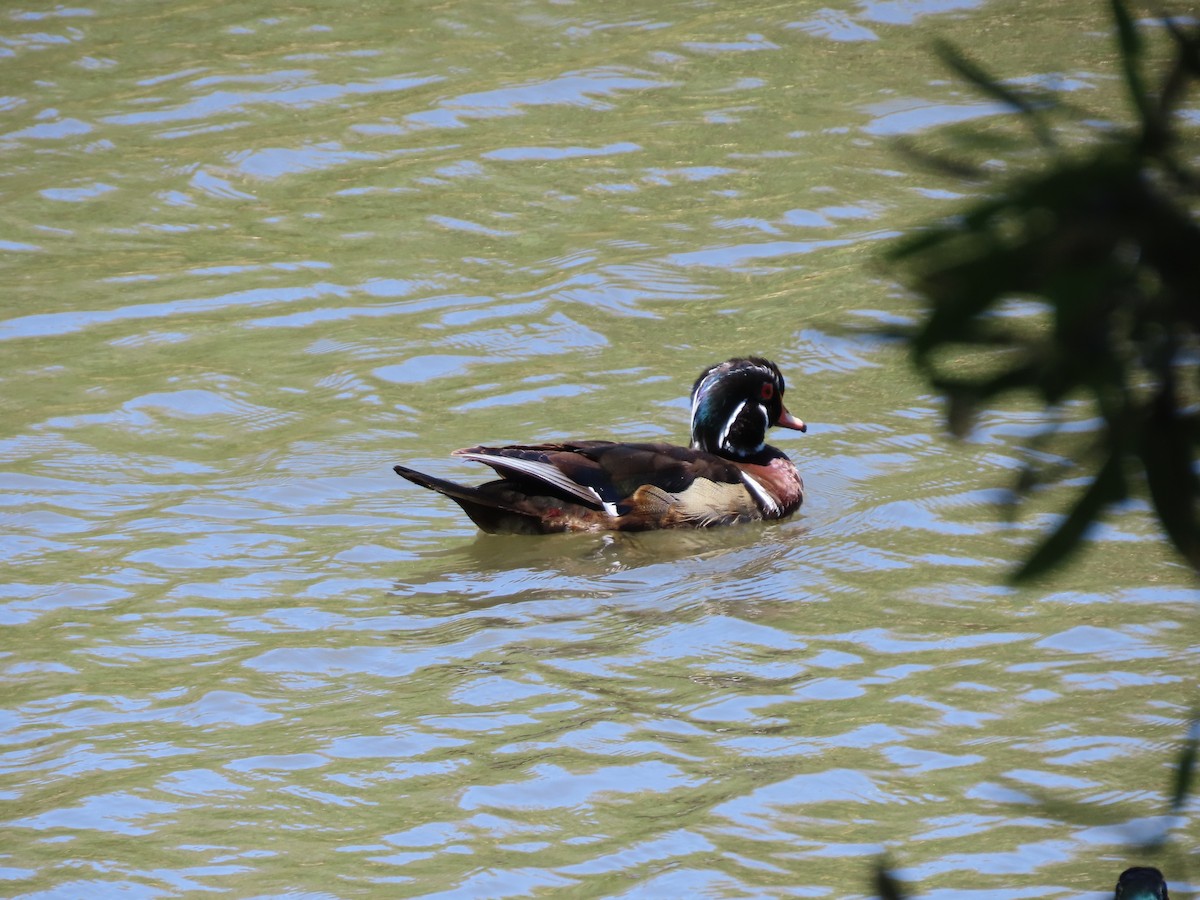 Wood Duck - ML620511768