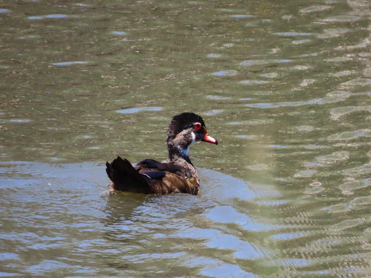 Wood Duck - ML620511769