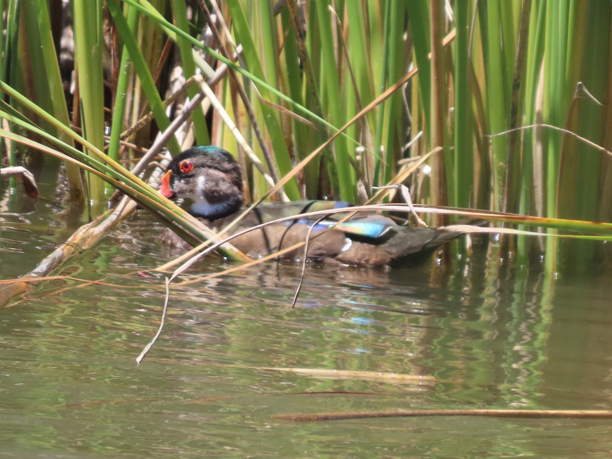 Wood Duck - ML620511771