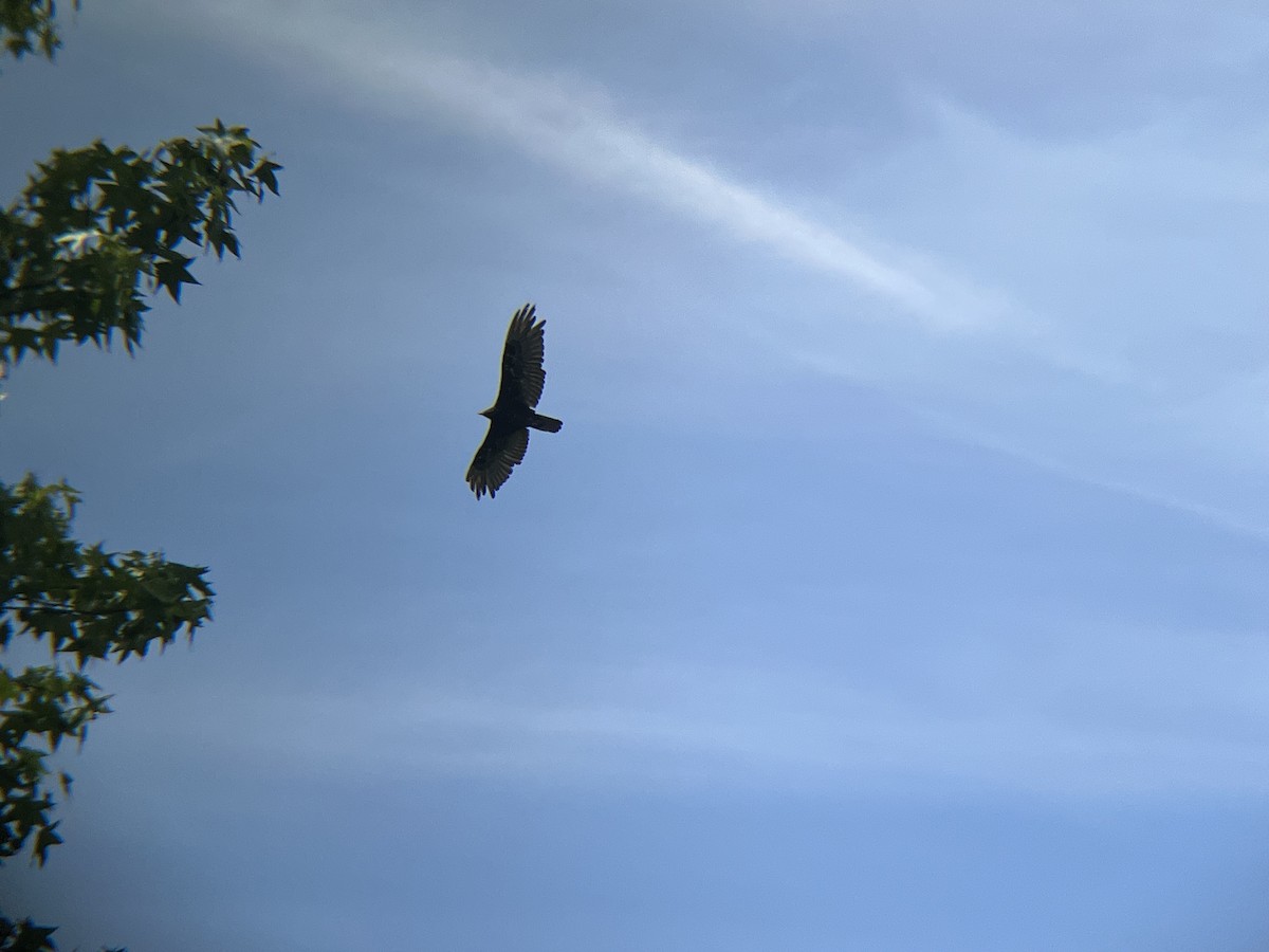 Turkey Vulture - ML620511772