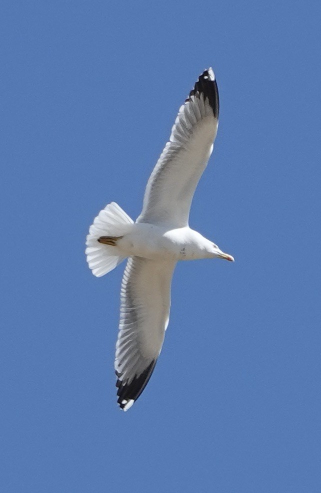 Yellow-legged Gull - ML620511782