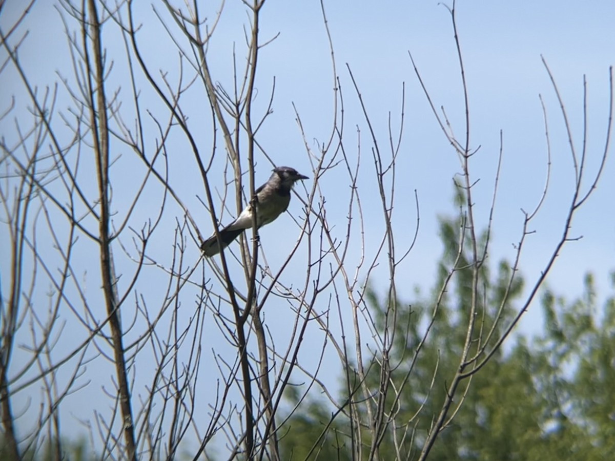 Blue Jay - ML620511787