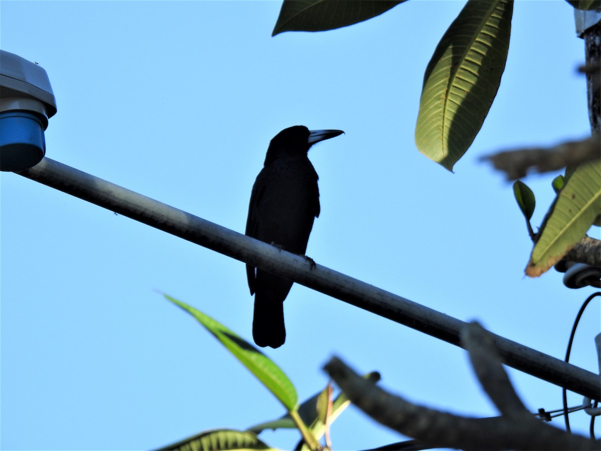 Black Butcherbird - ML620511788