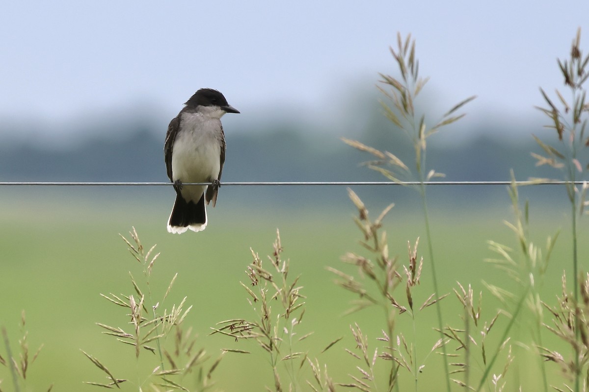 Eastern Kingbird - ML620511789