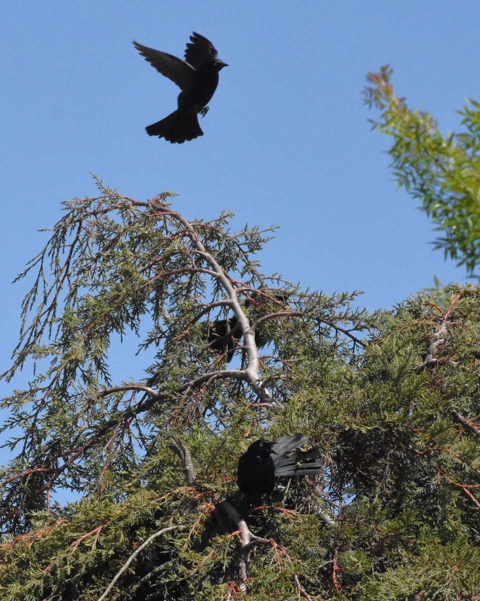 Brewer's Blackbird - ML620511791