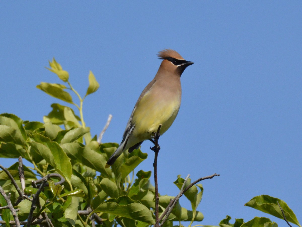 Cedar Waxwing - ML620511792