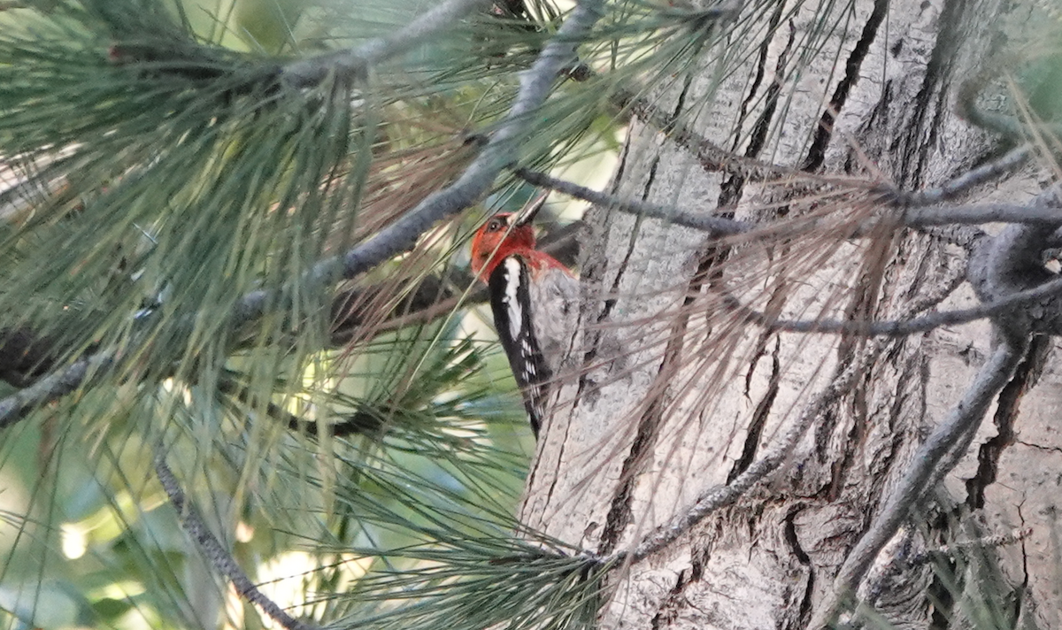 Red-breasted Sapsucker - ML620511793